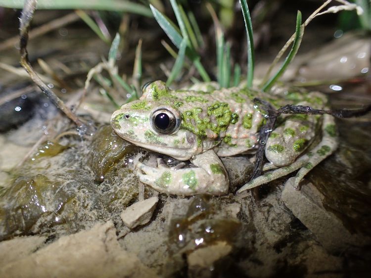 Pelodytes punctatus